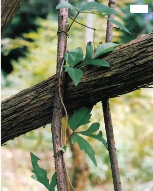 白蔹-家庭中草药典-医学