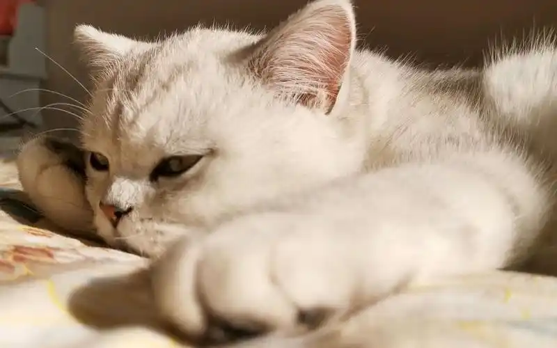 【英短银渐层】爱晒太阳的小奶猫,享受着慵懒惬意的午后生活
