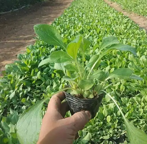 黑心菊 青州黑心菊供应 黑心菊种植基地 黑心菊小苗供应