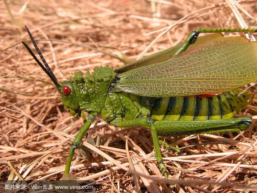 巨大的非洲蚱蜢特写