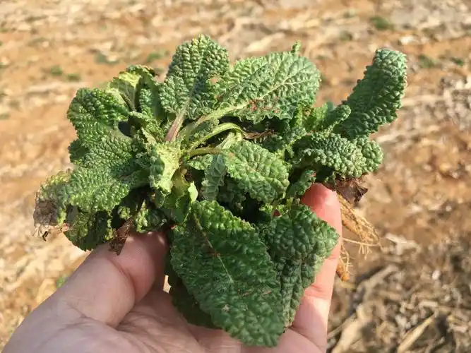 我们方言叫"蛤蟆菜".