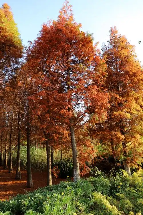 水杉林里划船,滇池湖畔欣赏睡美人,海洪湿地风景真美!