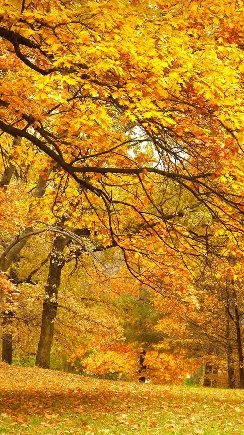 秋- 堆糖,美图壁纸兴趣社区