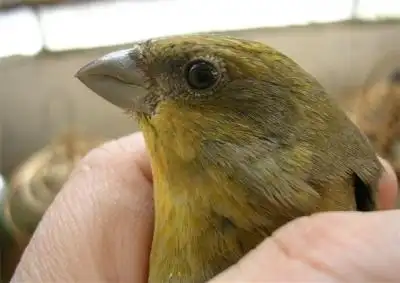 挑选麻料公母的方法和经验原创