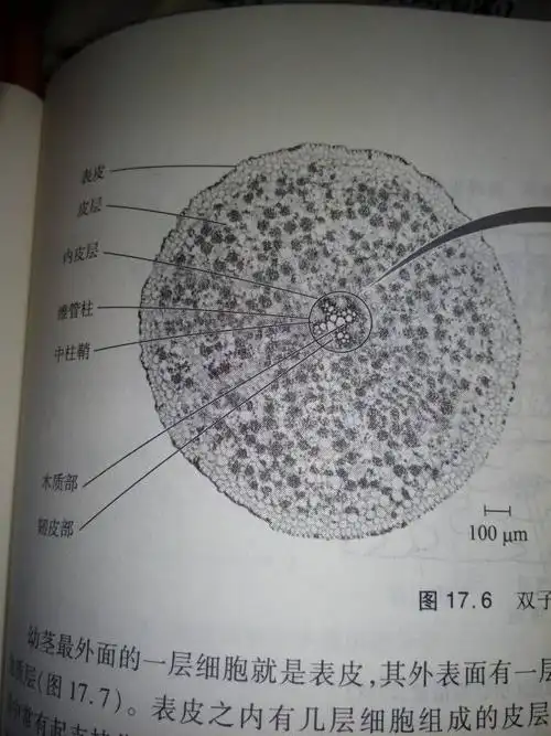为什么说甘蔗咀嚼之后的残渣是输导组织,难道疏导组织嚼不烂吗?
