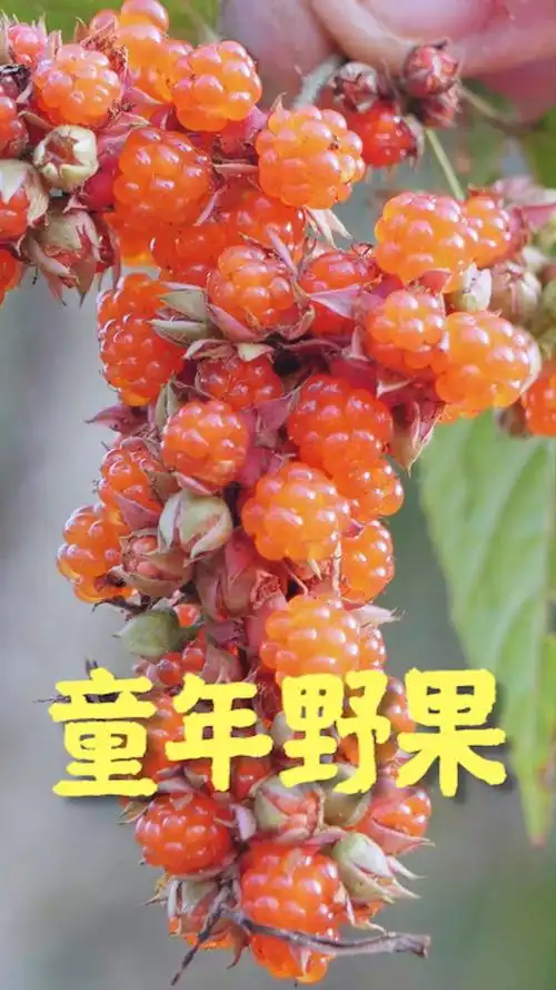 农村这种野泡看着很好吃