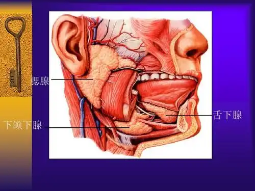 腮腺 舌下腺 下颌下腺