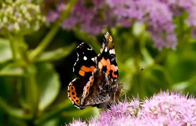鬼脸天蛾…蝴蝶儿