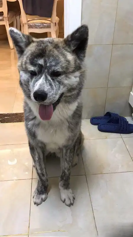 主人牵着土狗出门散步,路人看到后出两千想买,主人一句话说得好