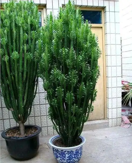 龙骨的品种图片大全集龙骨花的种类图片大全