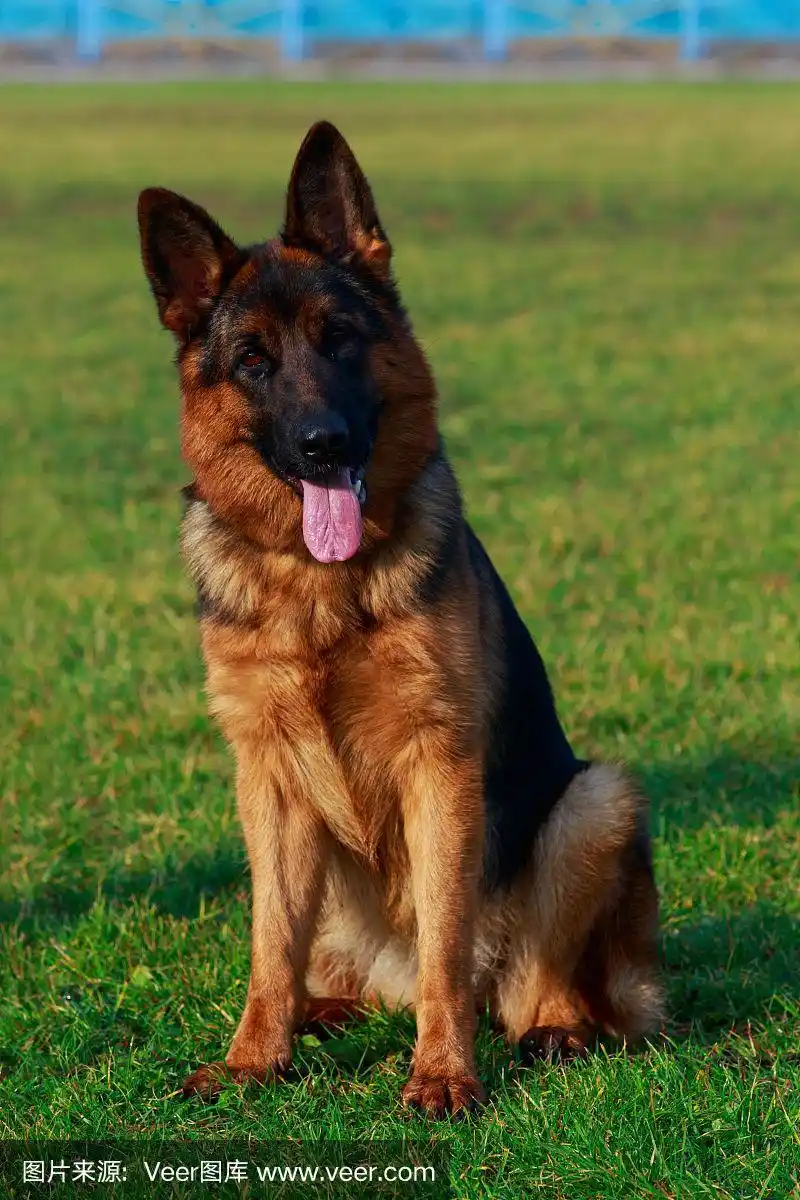 犬种德国牧羊犬