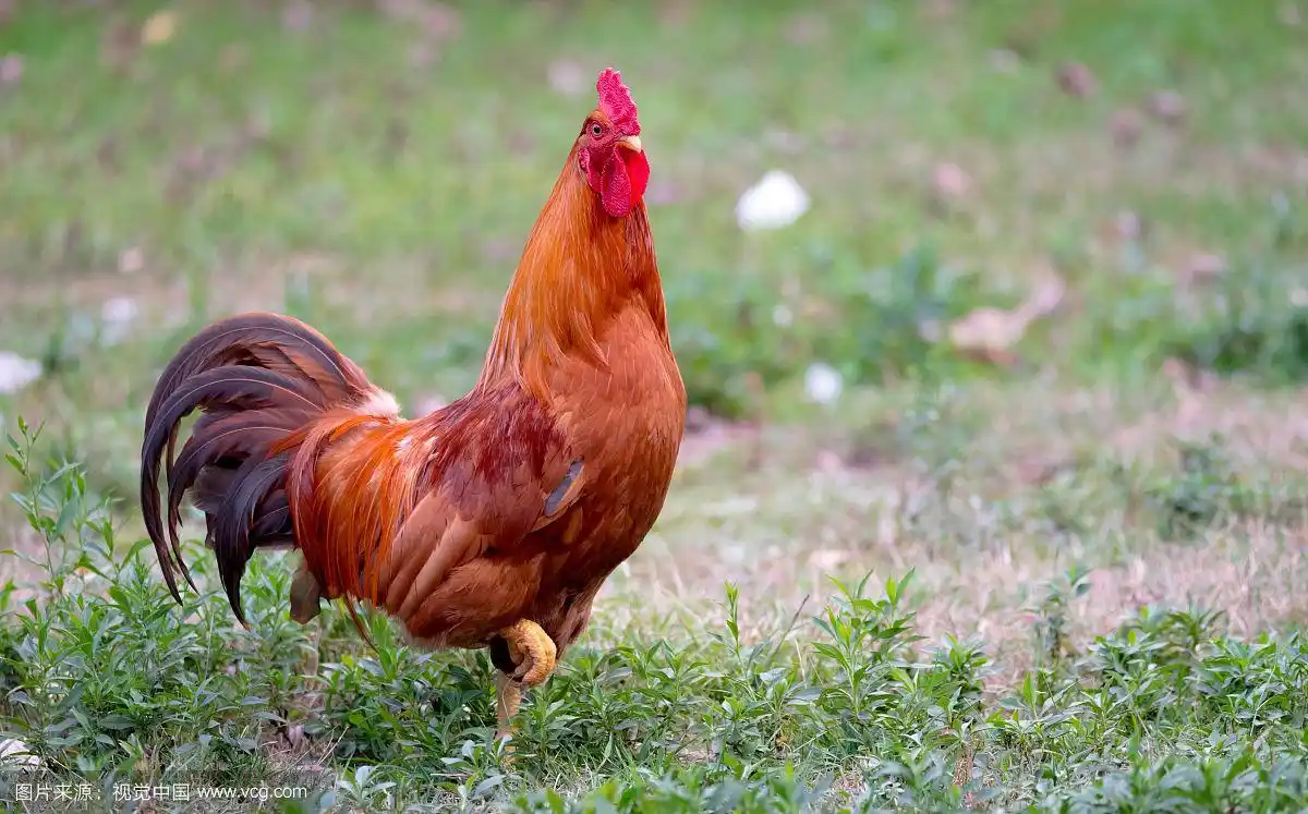 色彩缤纷的罗德岛红公鸡.雄鸡橙红色.