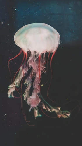 「水母」我行我素,纤尘不染. - 堆糖,美图壁纸兴趣社区