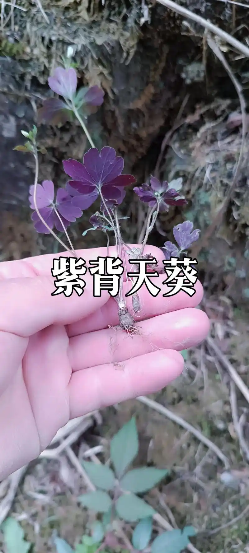 千年耗子屎,又称千年老鼠屎,雅名为天葵子.为毛茛科植物天葵的 - 抖音