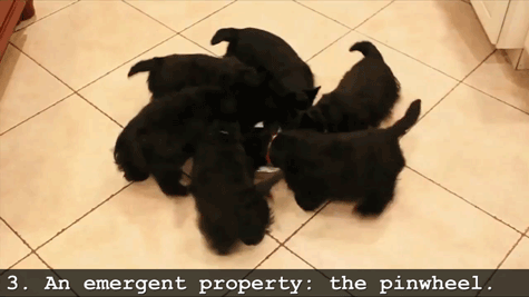 狗狗苏格兰梗犬幼犬转圈gif动图_动态图_表情包下载_soogif