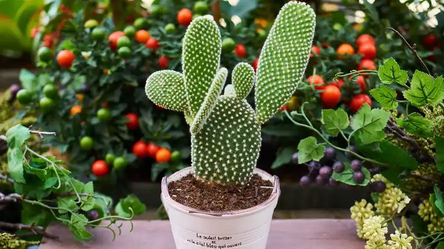 室内植物,仙人掌,西红柿 壁纸