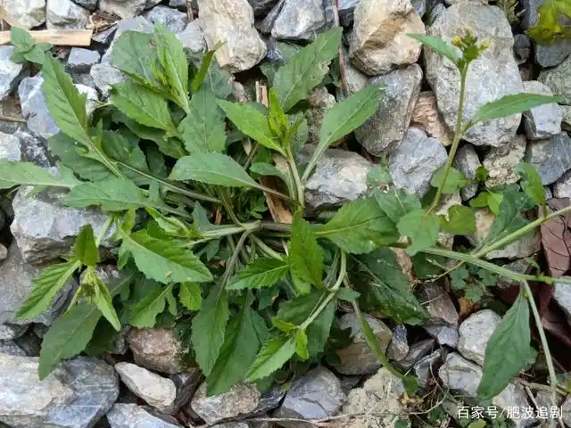 它们的生命是如此的顽强,在夹缝中寻求生存