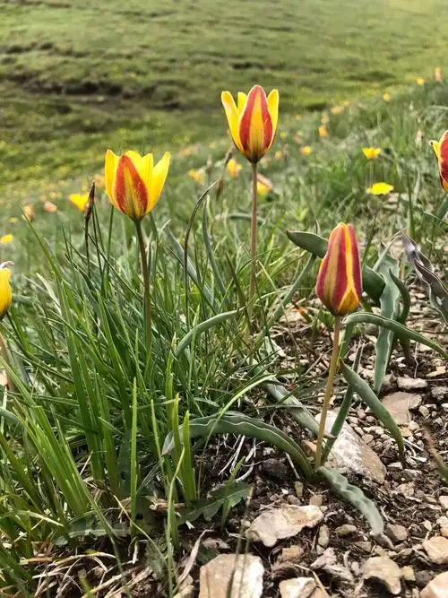 【541】伊犁野生郁金香