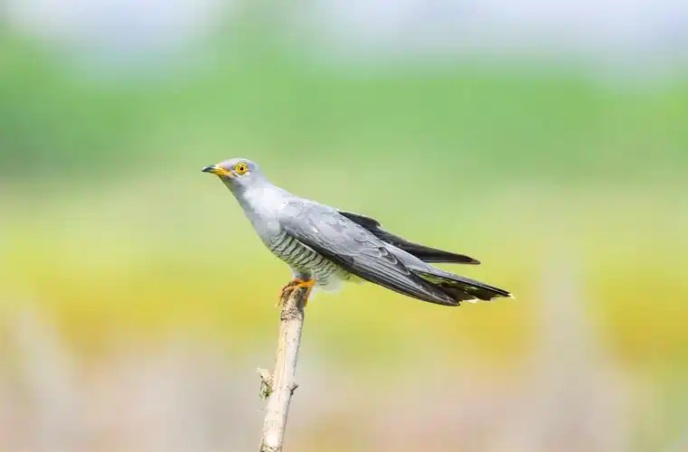 布谷鸟在四里湖繁衍生息