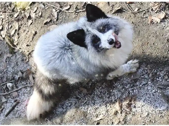 熊猫狐,_哔哩哔哩 (゜-゜)つロ 干杯~-bilibili