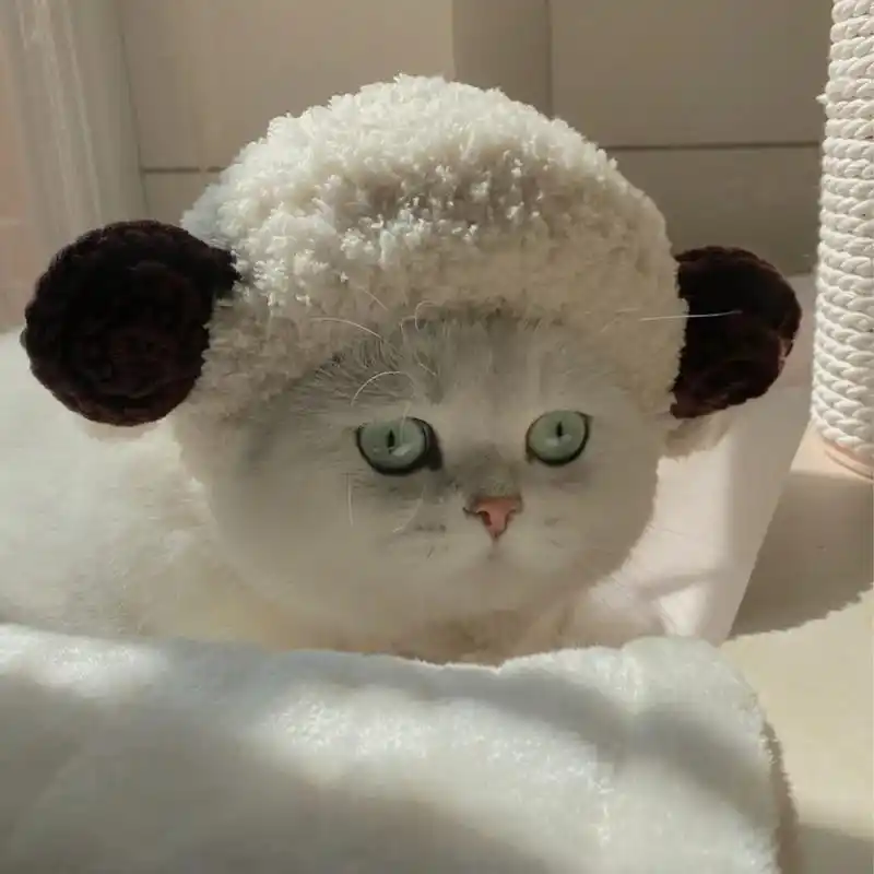 宠物头像#宠物头像 #猫咪头像 - 抖音