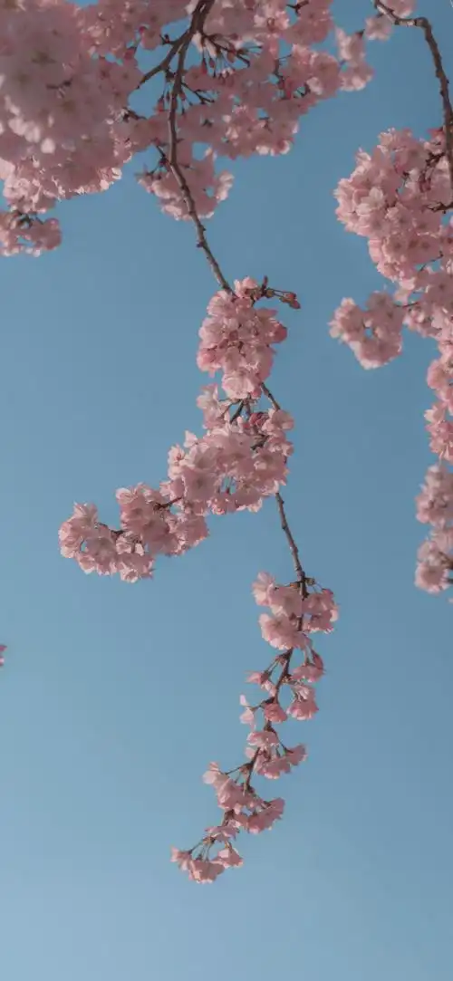 高清风景手机壁纸 小清新插画壁纸