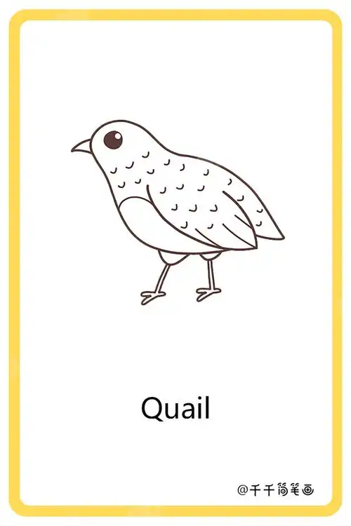 animal flashcards quail_动物英文认知简笔画