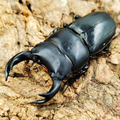 甲虫昆虫宠物中华大锹扁锹甲成虫活体独角仙包活中大中国大锹甲 5.