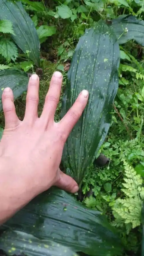 山慈菇 正宗宽叶毛慈菇