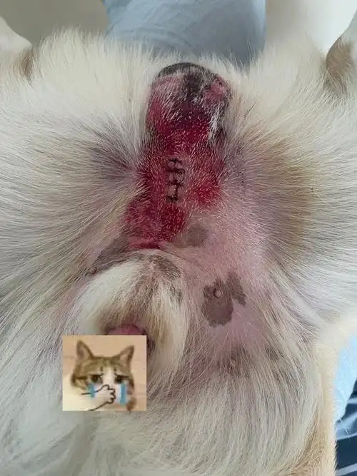 讨论绝育后皮下水肿有图