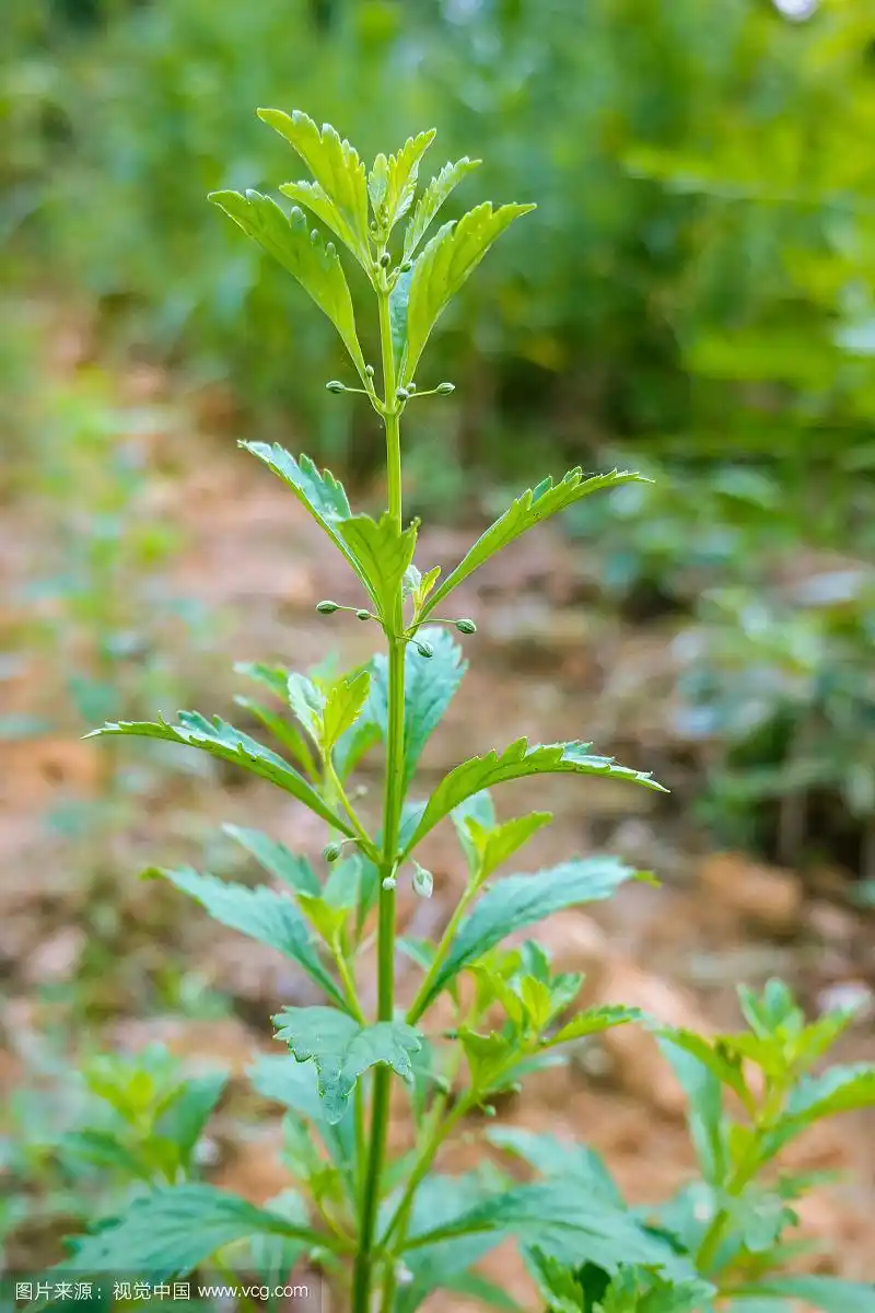 冰糖草绿色植物夏天中草药植物园植物