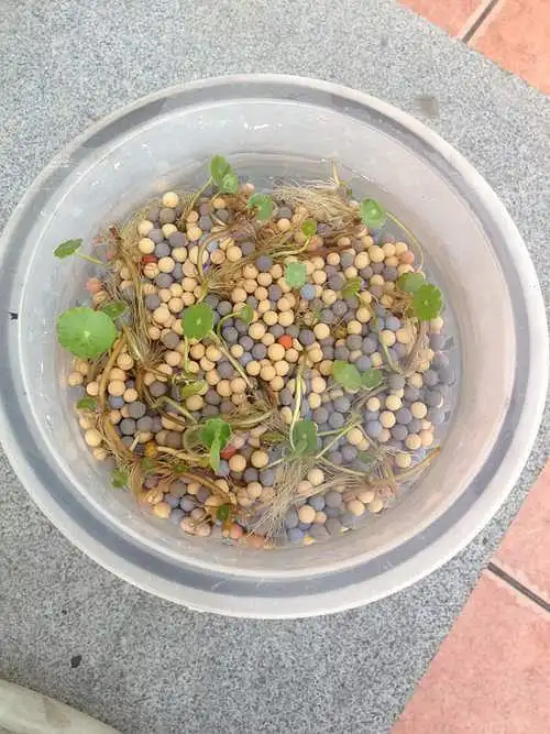 去年买的铜钱草,本以为都死光,结果又发芽了,开心开心