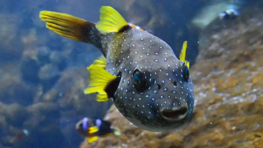 高清河鲀图片-动物壁纸-高清动物图片-第13图-娟娟壁纸