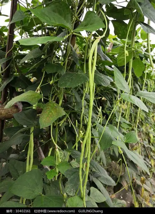 植物图鉴-豆角_红动网