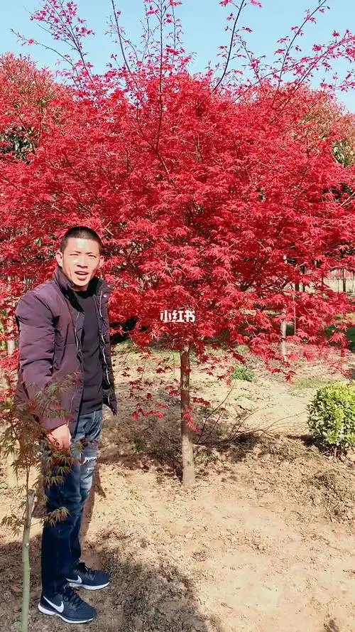 三季红红枫树,春夏秋三季红,适合庭院,别墅,农家小院种植观赏