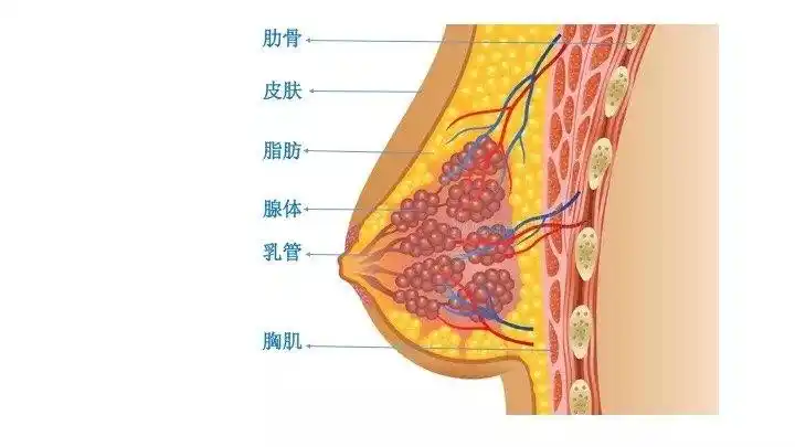 乳房的解剖