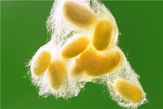 茧线图片_茧线图片大全_茧线图片素材