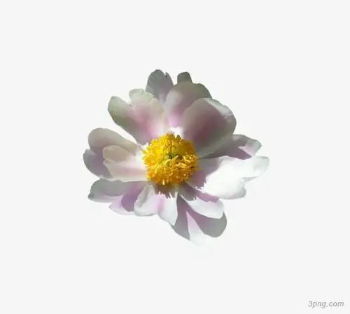 白色鲜花png素材透明免抠图片-其他元素