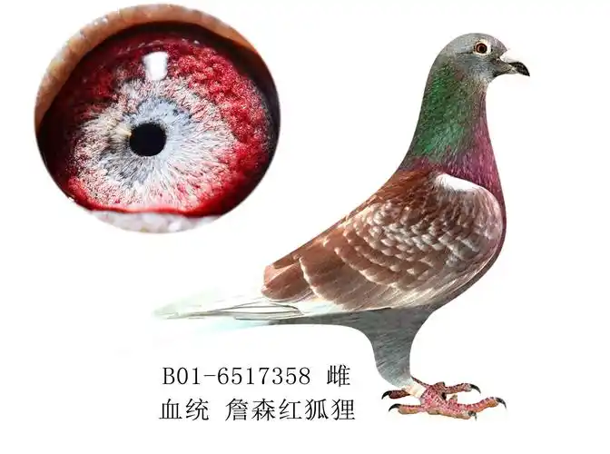 詹森红狐狸-吉林鸣宇国际赛鸽中心-中信网爱鸽商城