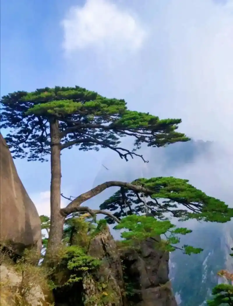 黄山迎客松风景 #云雾缭绕人间仙境 #大自然的鬼斧神工 # - 抖音