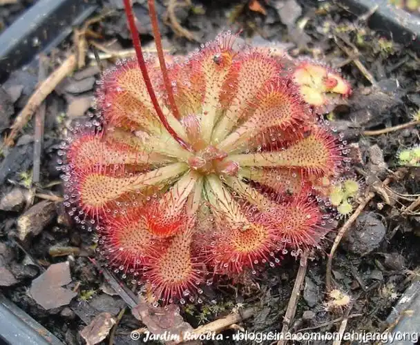 茅膏菜图片和介绍