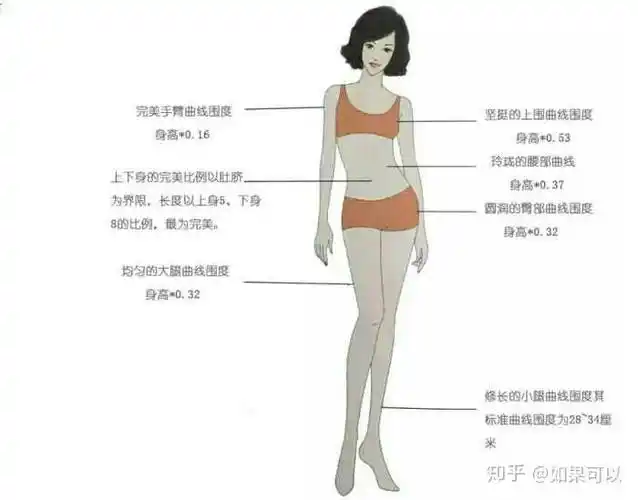 女生168 腰围多少合适?大腿小腿围呢?