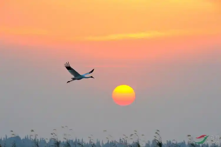 落日孤鹤,江西鄱阳湖拍摄白鹤,感谢浏览!