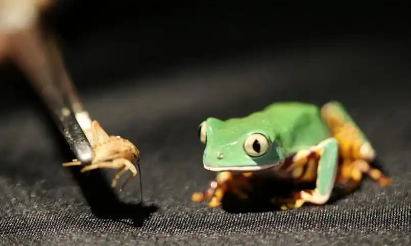 为何青蛙的舌头如此粘?