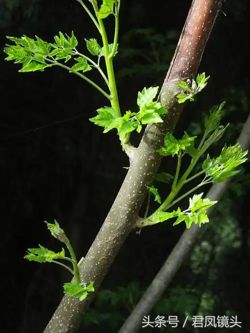 湖北宜昌:川楝树花蕾含苞待放
