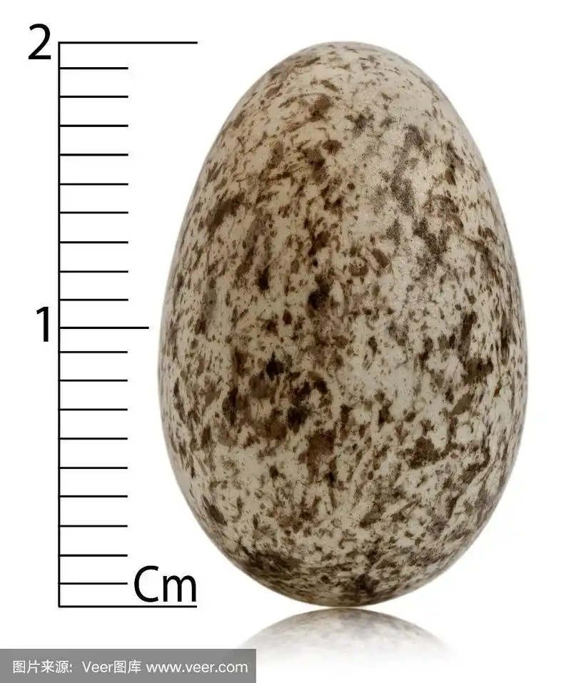 家麻雀蛋,passer家带厘米,前面白色背景