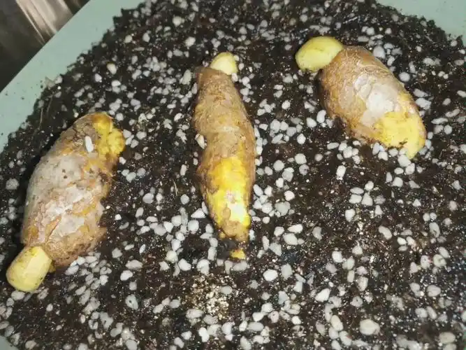 榴莲快要发芽了