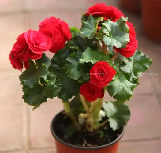 四季海棠的养殖方法