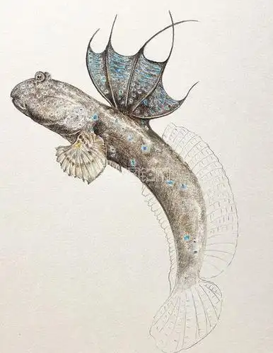 弹涂鱼怎么折纸