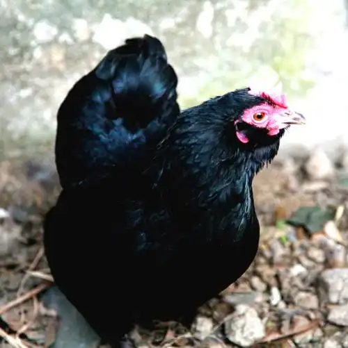 元宝鸡(观赏鸡)